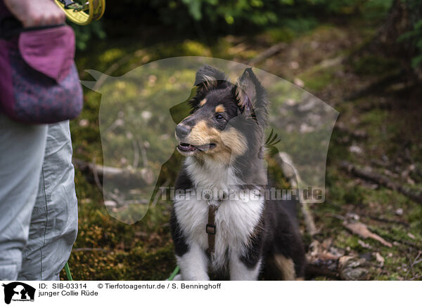junger Collie Rde / young male Collie / SIB-03314