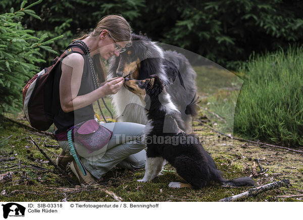 Collie Rden / SIB-03318