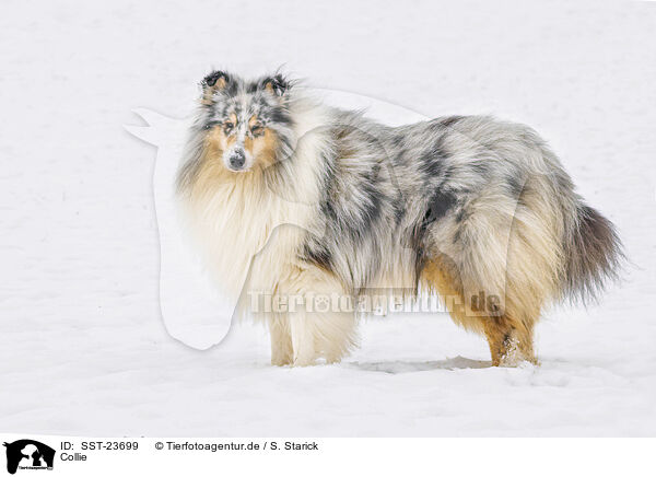 Collie / Collie / SST-23699