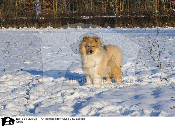 Collie / Collie / SST-23708