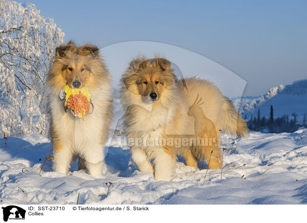 Collies / Collies / SST-23710