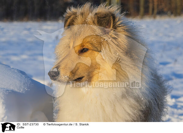 Collie / SST-23730