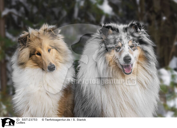 Collies / SST-23753