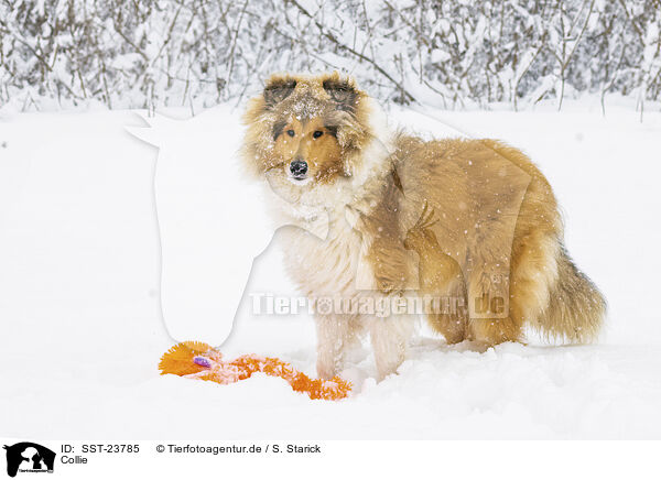 Collie / Collie / SST-23785