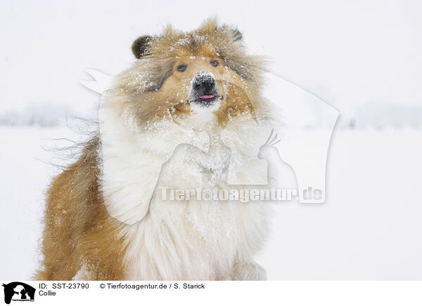 Collie / SST-23790