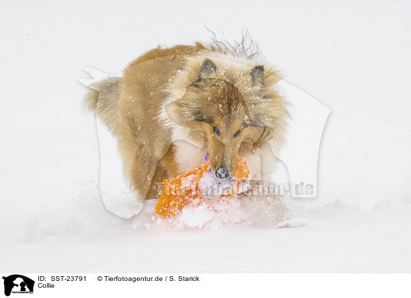 Collie / Collie / SST-23791