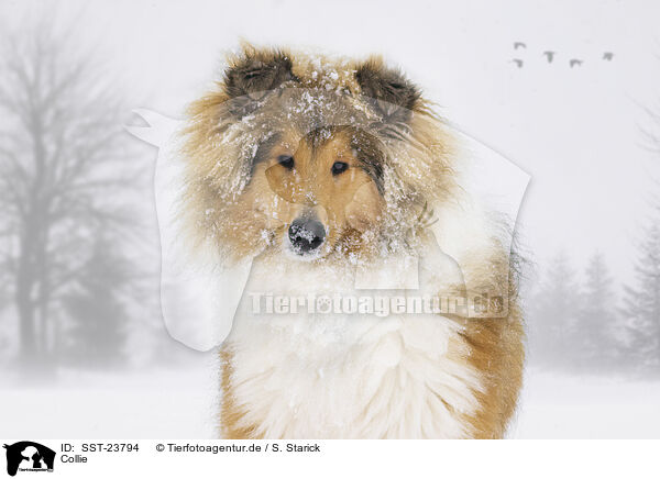 Collie / SST-23794