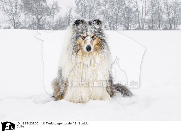 Collie / SST-23800