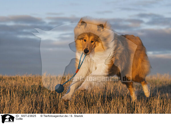 Collie / SST-23825