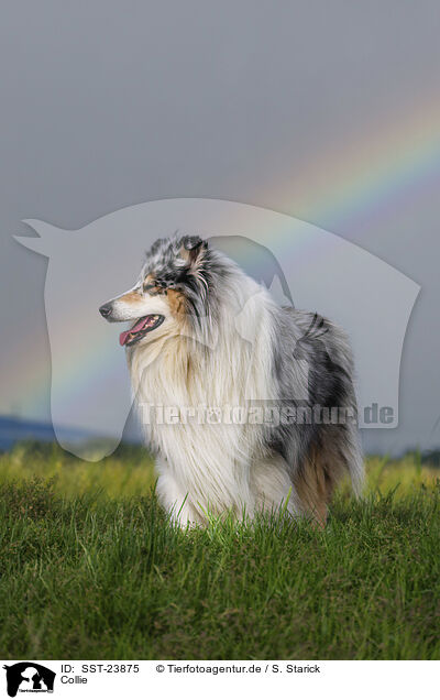 Collie / Collie / SST-23875