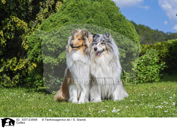 Collies / SST-23888