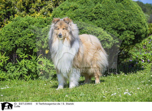 Collie / SST-23893