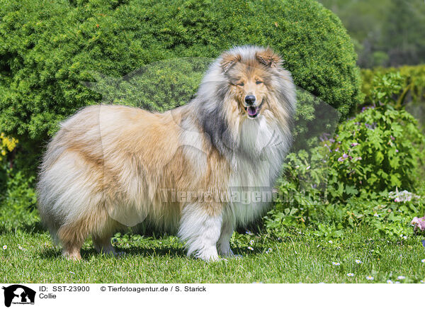 Collie / SST-23900