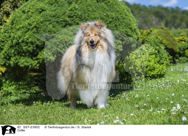 Collie / SST-23902