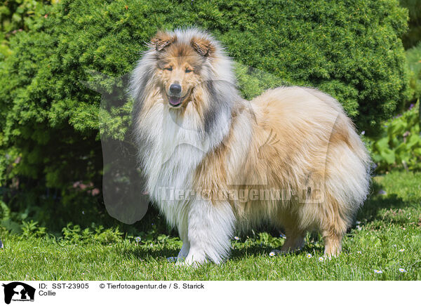 Collie / SST-23905