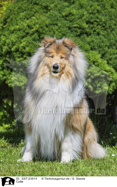 Collie / SST-23914