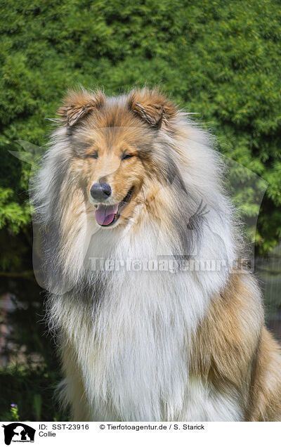Collie / SST-23916
