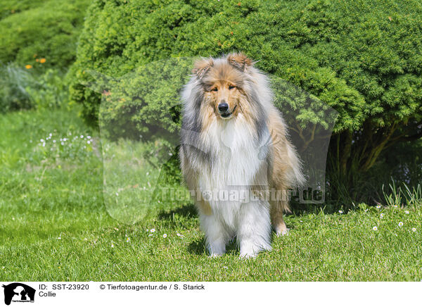 Collie / SST-23920