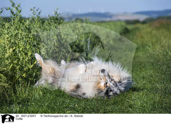 Collie / Collie / SST-23947