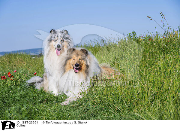 Collies / SST-23951