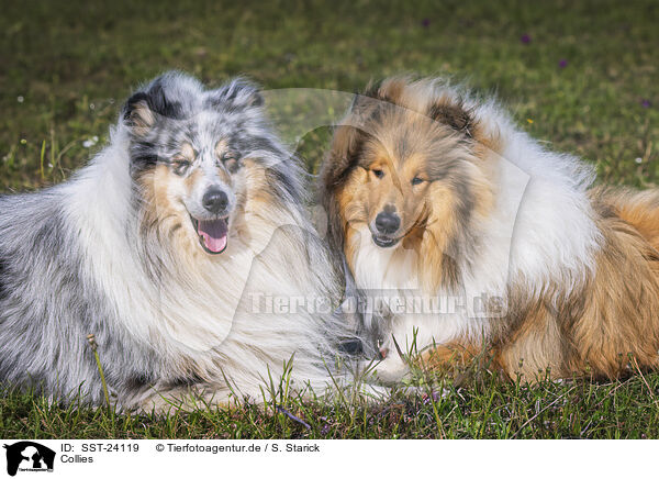 Collies / Collies / SST-24119