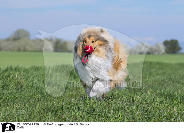 Collie / SST-24129