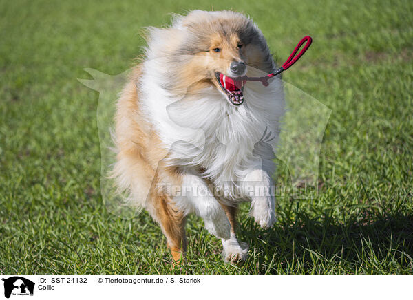 Collie / Collie / SST-24132