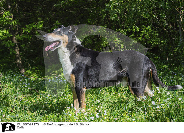 Collie / Collie / SST-24173