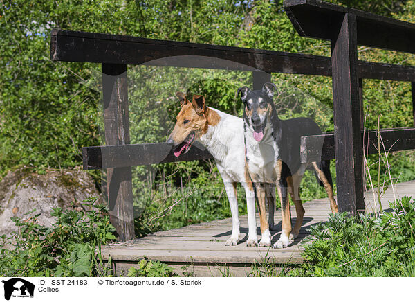 Collies / Collies / SST-24183