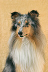 Blue Merle Collie Portrait