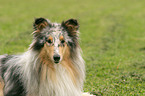 Blue Merle Collie