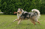 spielender Blue Merle Collie