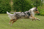 Blue Merle Collie in Bewegung