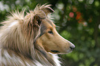 Collie im Portrait