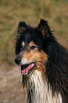 Langhaarcollie Portrait