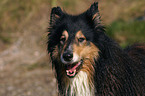 Langhaarcollie Portrait