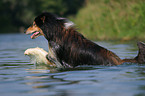 schwimmender Langhaarcollie