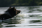 schwimmender Langhaarcollie