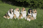 sitzende Collies