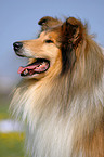 Collie Portrait