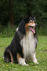 sitzender Langhaarcollie