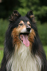 Langhaarcollie Portrait