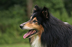 Langhaarcollie Portrait