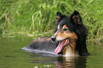 Langhaarcollie im Wasser