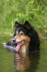 Langhaarcollie im Wasser