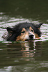 Langhaarcollie im Wasser