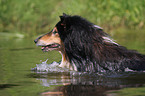 Collie im Wasser