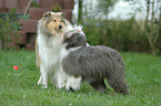 Collie & Bearded Collie