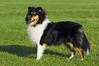 tricolor Collie