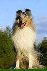 Blue Merle Collie